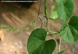 Bile killer(Tinospora cordifolia (Willd.)Hook.f.&Thoms)